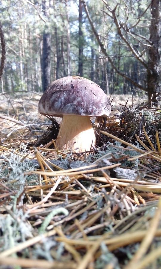 Pulemchanka Pulemets Esterno foto